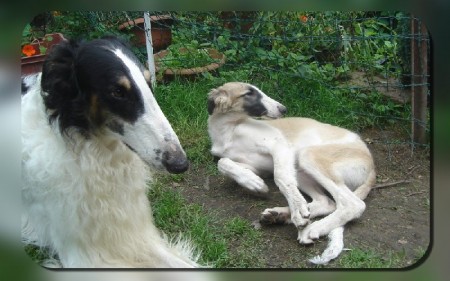  Father Bruiser and his son Zodiac.